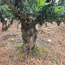 罗汉松盆景桩量大从优视频看货