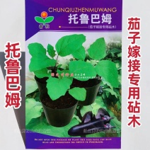 茄子嫁接专用砧木种子托鲁巴姆茄种籽野生茄抗病圆茄长茄钻木