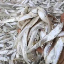 新鲜毛刀鱼，海鲜美味，健康营养！