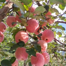 精品苹果，山东红富士苹果大量供应，产地直发，货源充足