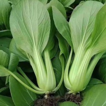 信福夏盛青梗菜青菜种子高产耐热耐湿夏季上海青油亮梗青油菜