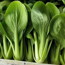 信福6号青梗菜种子油菜小青菜上海青菜籽夏季耐热农专用
