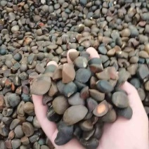 精品山茶籽，产油率高，品质保障直发可视频看货欢迎