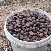 热卖广西精品山茶籽产地大量供应直发，品质包障欢迎