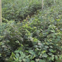 红榉苗，江西红榉苗，湖北红榉苗，裸根，杯苗
