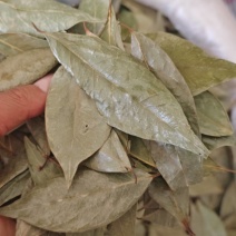 国产香叶绿香叶香叶各种香料中药材批发