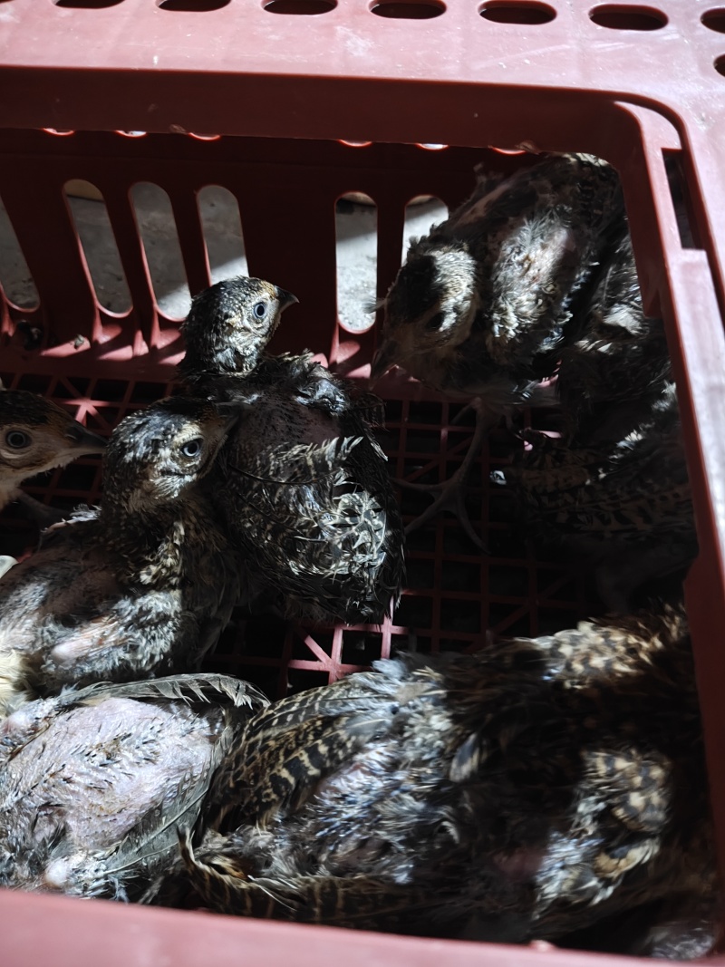 七彩山鸡出壳苗,脱温苗