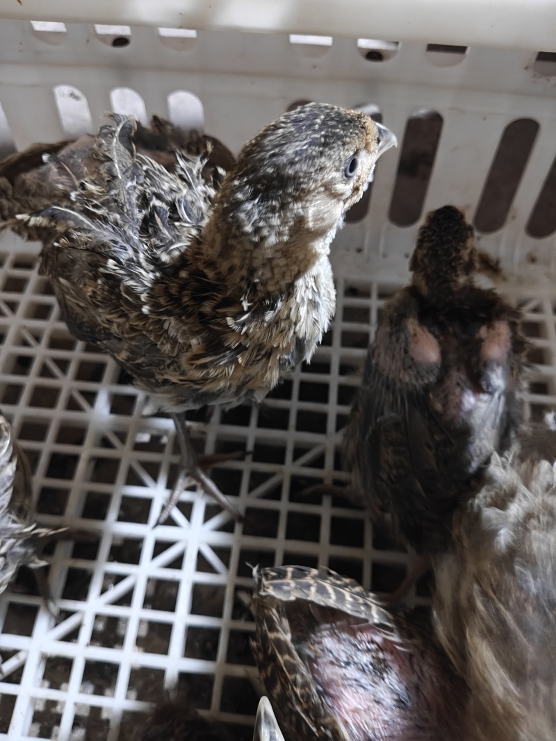 七彩山鸡出壳苗,脱温苗