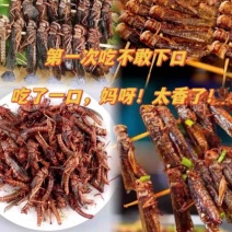 【高蛋白】新鲜速冻蚂蚱蝗虫冰冻带籽公母混合一件包邮