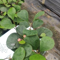 菩提