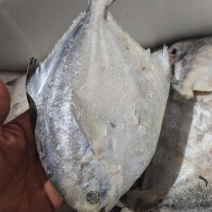 威海冷水船冻单冻银鲳鱼价格美丽量大价优可视频看货