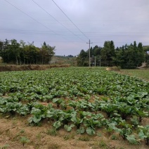 高山红菜苔
