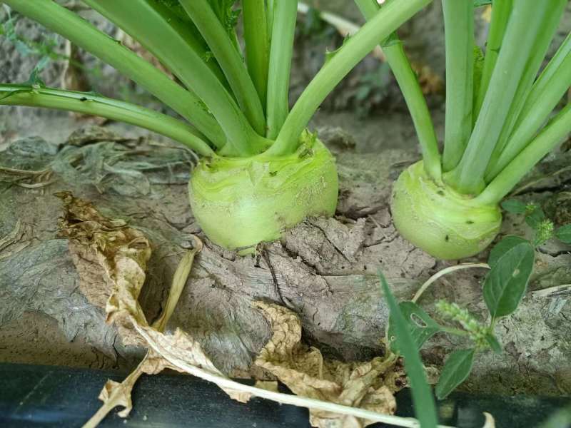 芥菜头真实图片