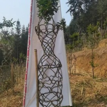 紫薇花瓶基地直发价格美丽需要的老板欢迎来电