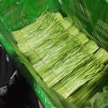 云南精品藜蒿