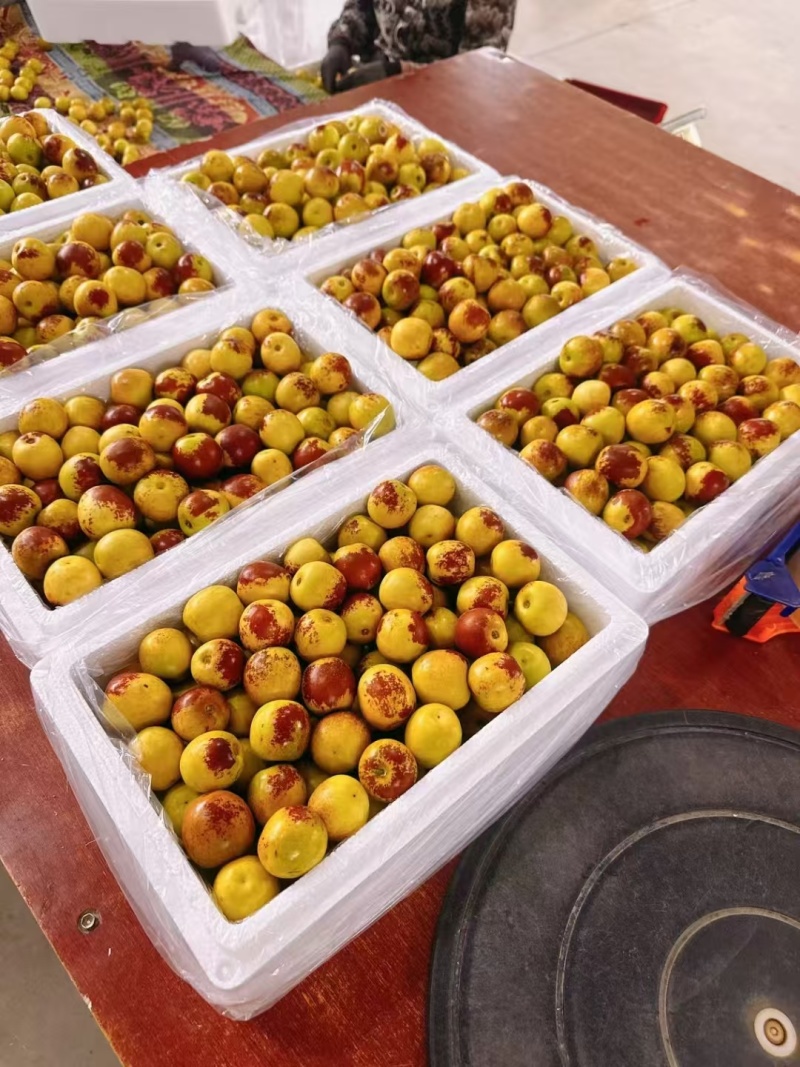 冬枣山东沾化冬枣,大量现货供应一手货源,美团优选电商团购