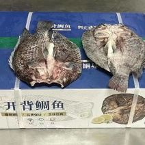 罗非鱼散装精品干冰，大小规格都有，工厂直销
