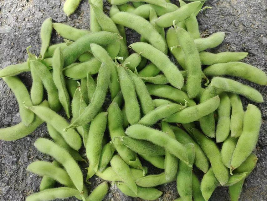 大豆与蛋氨酸来源搭配图