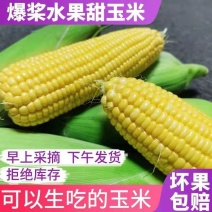 宜昌精品水果玉米新鲜爆浆甜玉米基地直供货源充足