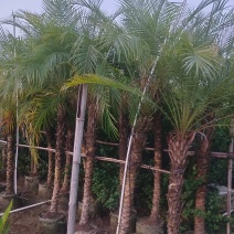 美丽针葵