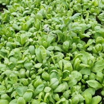 国庆节大量茼蒿开始卖