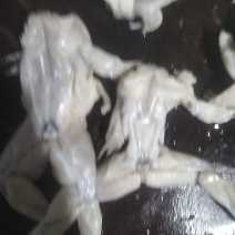 现杀冷冻牛蛙