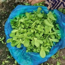 精品蓬花莱，大板叶茼蒿头