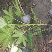 郫县八角金盘种植户，成都八角金盘价格低，八角金盘批发价格