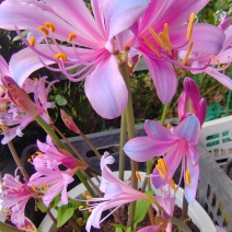 换锦花（紫花石蒜）