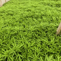 芦蒿