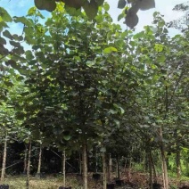 黄槿原生苗7～10公分基地直发规格齐全质量优质