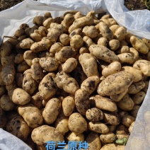 脱毒荷兰十五荷兰806黑龙江种薯基地种子耐储存抗病力强