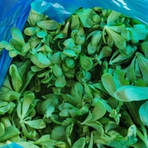 南通通州大叶茼蒿品质好价格低
