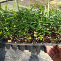 澳洲佛肚树苗昆士兰瓶干树室内盆栽花卉绿植庭院风景树