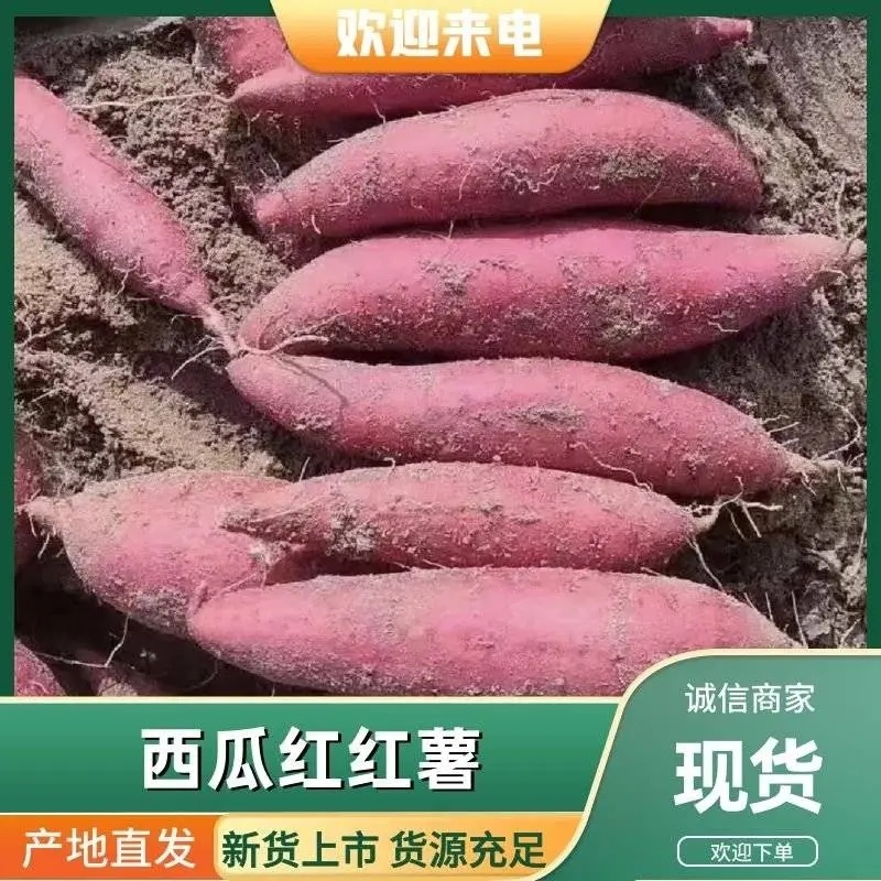 精品西瓜红红薯蜜薯软糯香甜大量供应全国发货
