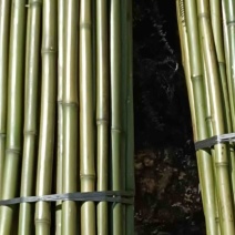 大量黄金竹