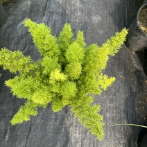 狐尾直立天门冬盆栽植物四季常青