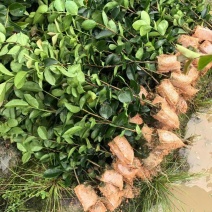江西油茶苗直生杯苗基地直发量大从优数十年育苗经验欢迎咨询