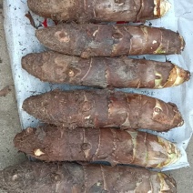 老陈，改良香芋，种子，种植了15年，香糯甜，口感好，