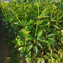 大红八角嫁接苗量大从优质量保证欢迎咨询