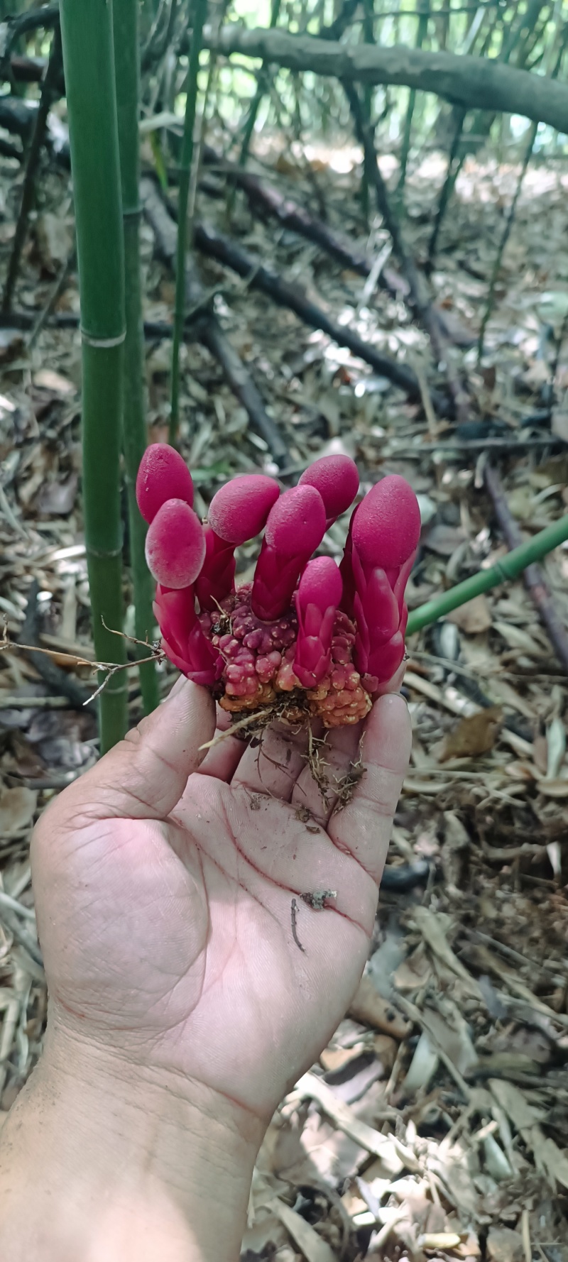 名贵中药材,疏花蛇菰又名文王一支笔