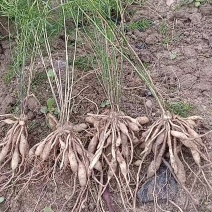 精品天冬苗诚信经营量大从优欢迎咨询
