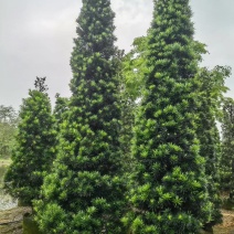 塔形罗汉松2.5米～3米～4米各规格现货，欢迎咨询