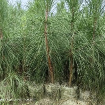湿地松苗自有种植基地大量出货中数十年育苗经验欢迎来电咨询