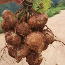 自家种的土瓜