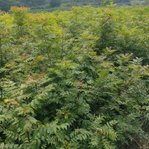 黄连木树苗江西黄连木树小苗大量供应可视频看货