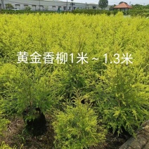黄金香柳1米～1.3米，现货低价出售