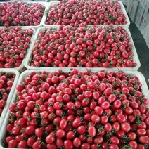 山东莘县小番茄千禧圣女果对接批发市场全国发货