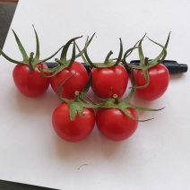 【精选】山东聊城精品千禧圣女果，贝贝大量上市产地直供