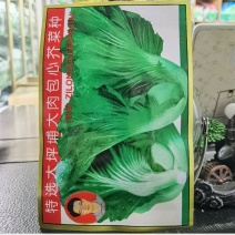 甜肉包心芥菜种子腌菜加工种植户春秋均可种植大田用种